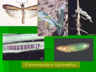 Elasmopalpus lignosellus
 