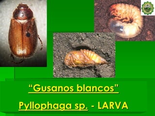 “Gusanos blancos”
Pyllophaga sp. - LARVA
 