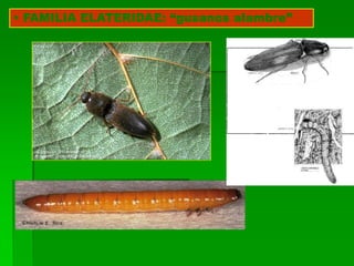 • FAMILIA ELATERIDAE: “gusanos alambre”
 