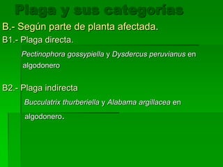 Plaga y sus categorías
B.- Según parte de planta afectada.
B1.- Plaga directa.
     Pectinophora gossypiella y Dysdercus peruvianus en
     algodonero


B2.- Plaga indirecta
     Bucculatrix thurberiella y Alabama argillacea en
      algodonero.
 