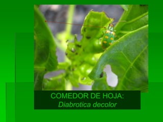 COMEDOR DE HOJA:
 Diabrotica decolor
 