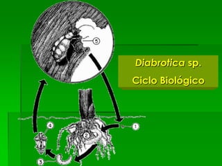 Diabrotica sp.
Ciclo Biológico
 