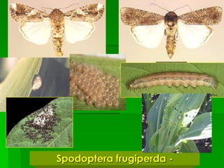 Spodoptera frugiperda -
 