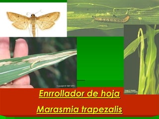 Enrrollador de hoja
Marasmia trapezalis
 