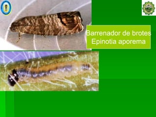 Barrenador de brotes
 Epinotia aporema
 