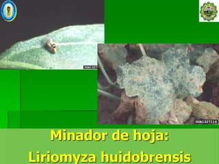 Minador de hoja:
Liriomyza huidobrensis
 