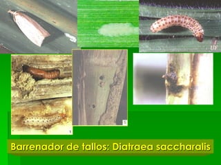 Barrenador de tallos: Diatraea saccharalis
 