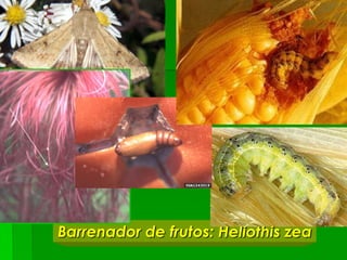 Barrenador de frutos: Heliothis zea
 