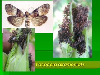 Pococera atramentalis
 