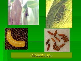 Euxesta sp.
 