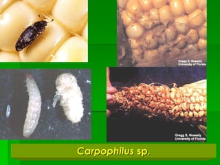 Carpophilus sp.
 