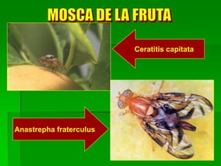 Ceratitis capitata




Anastrepha fraterculus
 