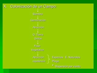 X. Colonización de un Campo:
               Siembra

              Germinación

               Atracción

               G. Tierra
                Grillos

                Fase
              Vegetativa

               Atracción    Especies E. Naturales
               repelencia   Plaga
                            *   Dispersión por viento
 