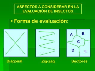 ASPECTOS A CONSIDERAR EN LA
       EVALUACIÓN DE INSECTOS

  • Forma de evaluación:

                            A       B

                                C

                            D       E

Diagonal       Zig-zag      Sectores
 