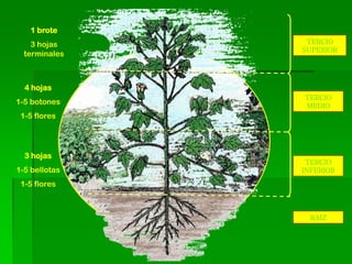 1 brote
    3 hojas     TERCIO
               SUPERIOR
  terminales



  4 hojas
               TERCIO
1-5 botones    MEDIO
 1-5 flores




  3 hojas
                TERCIO
1-5 bellotas   INFERIOR

 1-5 flores



                 RAIZ
 