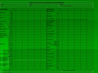 CARTILLA DE EVALUACIÓN EN ALGODONERO
VALLE:___________________________________ ZONA:________________________________________ PREDIO:___________________________________________
LOTE:____________________________________ AREA:________________________________________ FECHA DE SIEMBRA:________________________________

FITÓFAGOS              X                                             BENÉFICOS           X
                  H                                                  Balaustium
Alabama          LCh                                                                N
                                                                     Aknisus
                 LGr                                                                A
                  H                                                  Araneida
Anomis           LCh                                                                      L
                                                                     Chrysopidae
                 LGr                                                                     A
                  A                                                   Coleomegilla       A
Anthonomus
                  D                                                   Cycloneda          A
Aphis             G                                                   Eriopis            A
                  A                                                   Eulophidae         A
Bemisia       G
                  Ni                                                                     N
                                                                      Geocoris
Bucculatrix        L                                                                     A
                  A                                                                       L
Dysdercus                                                             Hemerobiidae
                  Ni                                                                     A
Empoasca          G                                                   Hippodamia         A
Eutinobothrus     Pl                                                                     N
                                                                      Hyalochloria
Gryllus           A                                                                      A
                   b                                                                      L
              H                                                       Hyperaspis
                   c                                                                     A
                   T                                                               Alabama
                                                                      Huevos
              D Bo                                                                  Anomis
Heliothis                                                             parasitados
                 Be                                                                Heliothis
                   T                                                                     N
                                                                      Nabis
              L Bo                                                                       A
                 Be                                                                      N
                                                                      Orius
                A/t                                                                      A
                  F                                                                      N
Pectinophora L                                                        Paratriphleps
                 Bo                                                                      A
              D Be                                                                       N
                                                                      Pentatomidae
Phalaenidae        L                                                                     A
Phenacoccus       G                                                                      N
                                                                      Rhinacloa
Pococera           L                                                                     A
                  D                                                                       L
                                                                      Scymnus
Tetranychus       Pl                                                                     A
Thripidae         G                                                   Syrphidae           L
                                                                                         N
Otros                                                                 Zelus
                                                                                         A
CONTADOR (N y F):__________________________________________________________________________ FECHA DE CONTADA:_________________________
OBSERVACIONES:_________________________________________________________________________________________________________________________
 