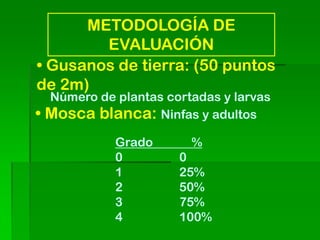 METODOLOGÍA DE
        EVALUACIÓN
• Gusanos de tierra: (50 puntos
de 2m)
    Número de plantas cortadas y larvas
•   Mosca blanca: Ninfas y adultos
              Grado       %
              0         0
              1         25%
              2         50%
              3         75%
              4         100%
 