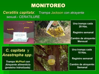 MONITOREO
Ceratitis capitata: Trampa Jackson con atrayente
  sexual.- CERATILURE
                                         Una trampa cada
                                              20 Hás.

                                         Registro semanal

                                        Cambio de atrayente:
                                            Mensual


 C. capitata y                           Una trampa cada
                                              10 Hás.
Anastrepha spp :
                                         Registro semanal
  Trampa McPhail con
  Atrayente alimenticio                Cambio de atrayente:
 (proteína hidrolizada).                    Semanal
 