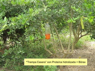 “Trampa Casera” con Proteína hidrolizada + Bórax
 