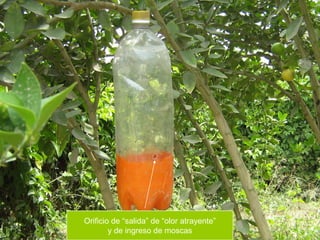 Orificio de “salida” de “olor atrayente”
        y de ingreso de moscas
 