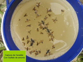 Captura de Ceratitis
Con Sulfato de amonio
 