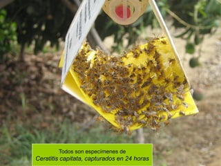 Todos son especímenes de
Ceratitis capitata, capturados en 24 horas
 