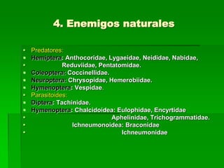 4. Enemigos naturales

   Predatores:
   Hemiptera: Anthocoridae, Lygaeidae, Neididae, Nabidae,
              Reduviidae, Pentatomidae.
   Coleoptera: Coccinellidae.
   Neuroptera: Chrysopidae, Hemerobiidae.
   Hymenoptera: Vespidae.
   Parasitoides:
   Diptera: Tachinidae.
   Hymenoptera: Chalcidoidea: Eulophidae, Encyrtidae
                              Aphelinidae, Trichogrammatidae.
                 Ichneumonoidea: Braconidae
                                 Ichneumonidae
 