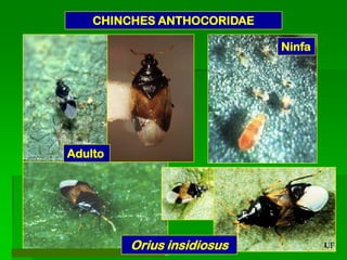 CHINCHES ANTHOCORIDAE

                            Ninfa




Adulto




         Orius insidiosus
 