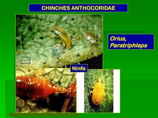 CHINCHES ANTHOCORIDAE




                   Orius,
                   Paratriphleps


        Ninfa
 