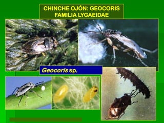 CHINCHE OJÓN: GEOCORIS
   FAMILIA LYGAEIDAE




Geocoris sp.
 