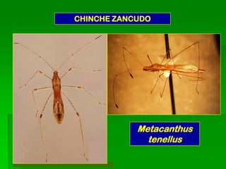 CHINCHE ZANCUDO




            Metacanthus
              tenellus
 