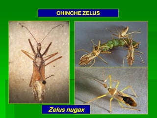 CHINCHE ZELUS




Zelus nugax
 