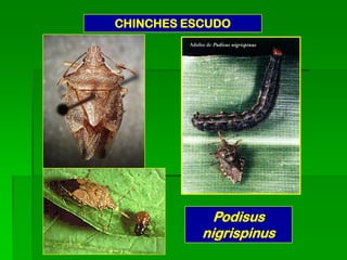 CHINCHES ESCUDO




             Podisus
           nigrispinus
 