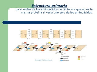 Estructura primaria
da el orden de los aminoácidos de tal forma que no es la
misma proteína si varía uno sólo de los aminoácidos.
 