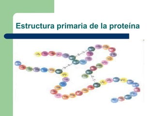 Estructura primaria de la proteína
 