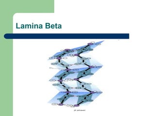 Lamina Beta
 