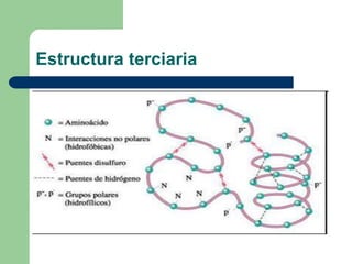Estructura terciaria
 