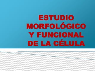 ESTUDIO
MORFOLÓGICO
Y FUNCIONAL
DE LA CÉLULA
 