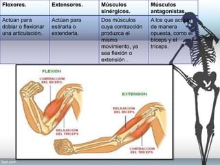 circuitos-modulares-sensitivomotores-pptx