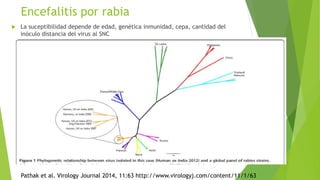 Encefalitis por rabia
 La suceptibilidad depende de edad, genética inmunidad, cepa, cantidad del
inóculo distancia del virus al SNC
Pathak et al. Virology Journal 2014, 11:63 http://www.virologyj.com/content/11/1/63
 