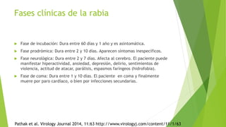 Fases clínicas de la rabia
 Fase de incubación: Dura entre 60 días y 1 año y es asintomática.
 Fase prodrómica: Dura entre 2 y 10 días. Aparecen síntomas inespecíficos.
 Fase neurológica: Dura entre 2 y 7 días. Afecta al cerebro. El paciente puede
manifestar hiperactividad, ansiedad, depresión, delirio, sentimientos de
violencia, actitud de atacar, parálisis, espasmos faríngeos (hidrofobia).
 Fase de coma: Dura entre 1 y 10 días. El paciente en coma y finalmente
muere por paro cardíaco, o bien por infecciones secundarias.
Pathak et al. Virology Journal 2014, 11:63 http://www.virologyj.com/content/11/1/63
 