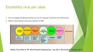 Encefalitis viral por rabia
 Por las espigas de glicoproteínas se une al receptor nicotínico de acetilcolina
 Posee transcriptasa viral para replicar el RNA
"Rabies Fact Sheet N°99" World Health Organization. July 2013. Retrieved 28 February 2014.
 