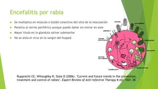 Encefalitis por rabia
 Se multiplica en músculo o tejido conectivo del sitio de la inoculación
 Penetra al nervio periférico aunque puede dañar sin entrar en este
 Mayor titulo en la glandula salivar submaxilar
 No se aisla el virus en la sangre del husped
Rupprecht CE, Willoughby R, Slate D (2006). "Current and future trends in the prevention,
treatment and control of rabies". Expert Review of Anti-infective Therapy 4 (6): 1021–38
 