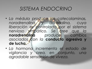 SISTEMA ENDOCRINO
• La médula produce las catecolaminas,
  noradrenalina   y    adrenalina,   cuya
  liberación es controlada por el sistema
  nervioso simpático. Se cree que la
  noradrenalina     produce       cambios
  asociados con la conducta agresiva y
  de lucha.
• La hormona incrementa el estado de
  vigilancia y crea, en conjunto, una
  agradable sensación de viveza.
 