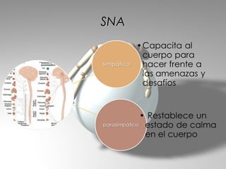 SNA
 