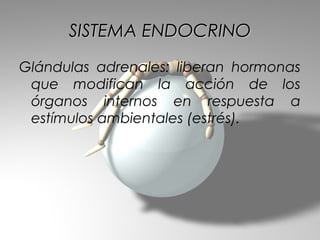 SISTEMA ENDOCRINO
Glándulas adrenales: liberan hormonas
 que modifican la acción de los
 órganos internos en respuesta a
 estímulos ambientales (estrés).
 