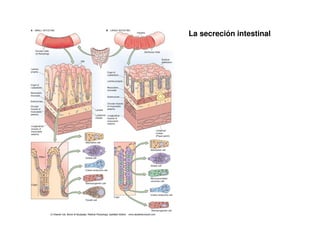 La secreción intestinal
 