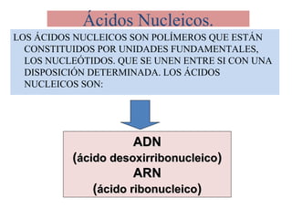 Ácidos Nucleicos.
LOS ÁCIDOS NUCLEICOS SON POLÍMEROS QUE ESTÁN
CONSTITUIDOS POR UNIDADES FUNDAMENTALES,
LOS NUCLEÓTIDOS. QUE SE UNEN ENTRE SI CON UNA
DISPOSICIÓN DETERMINADA. LOS ÁCIDOS
NUCLEICOS SON:
ADNADN
((ácido desoxirribonucleicoácido desoxirribonucleico))
ARNARN
((ácido ribonucleicoácido ribonucleico))
 