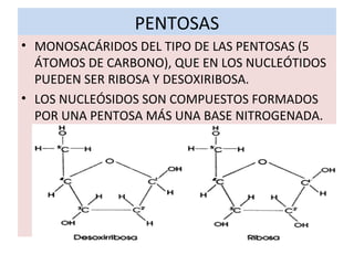PENTOSAS
• MONOSACÁRIDOS DEL TIPO DE LAS PENTOSAS (5
ÁTOMOS DE CARBONO), QUE EN LOS NUCLEÓTIDOS
PUEDEN SER RIBOSA Y DESOXIRIBOSA.
• LOS NUCLEÓSIDOS SON COMPUESTOS FORMADOS
POR UNA PENTOSA MÁS UNA BASE NITROGENADA.
 