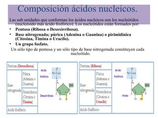 Composición ácidos nucleicos.
Las sub unidades que conforman los ácidos nucleicos son los nucleótidos
(nucleósido más ácido fosfórico). Los nucleótidos están formados por:
• Pentosa (Ribosa o Desoxirribosa).
• Base nitrogenada; púrica (Adenina o Guanina) o pirimidínica
(Citosina, Timina o Uracilo).
• Un grupo fosfato.
Un sólo tipo de pentosa y un sólo tipo de base nitrogenada constituyen cada
nucleótido.
 